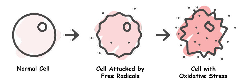 The Oxidative Stress Paradox: Your Body's Love-Hate Relationship with Free Radicals